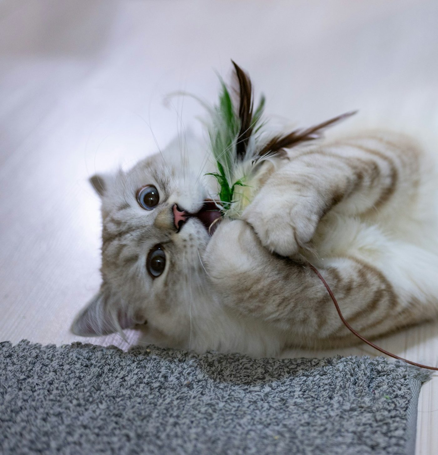 貓與逗貓棒互動的追逐情境